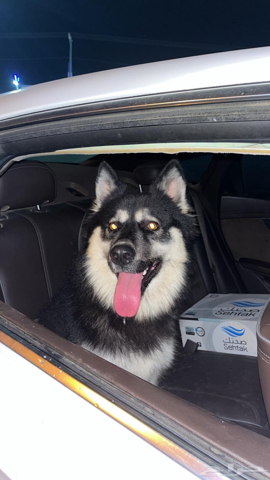 هاسكي للبيع او البدل64475391217025112