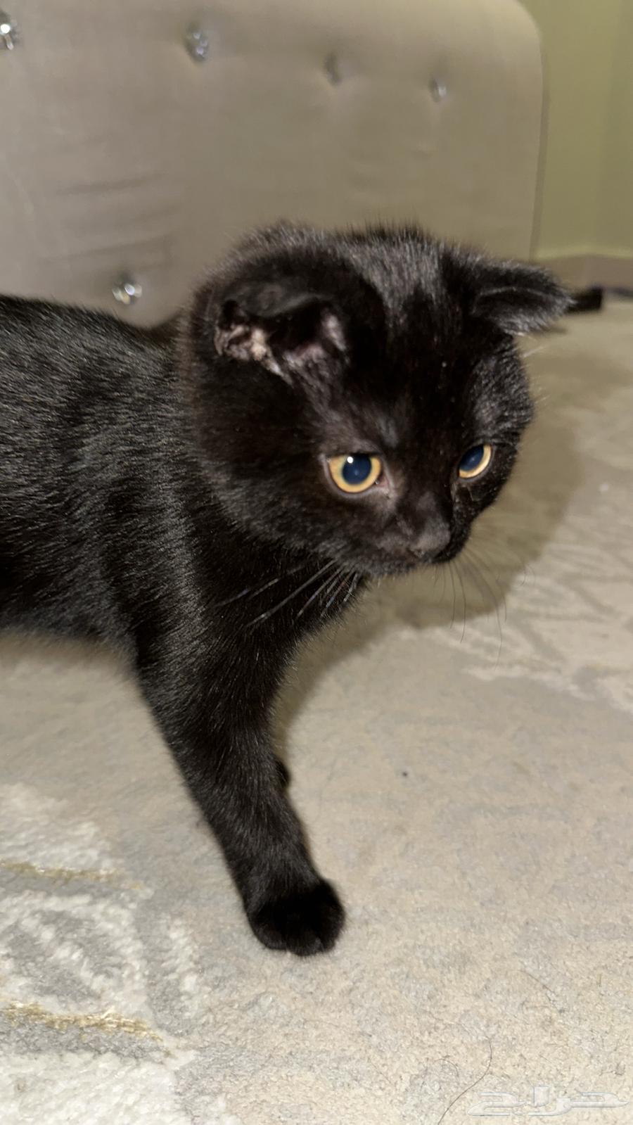 Kitten Scottish Fold64474679456642110