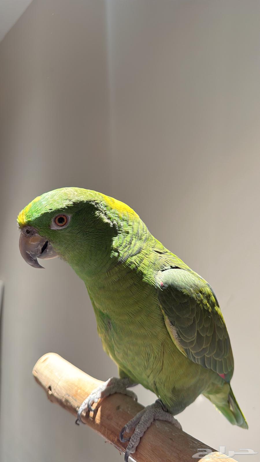 يلوناب مليان كلام متوفر اقساط64475225943043110