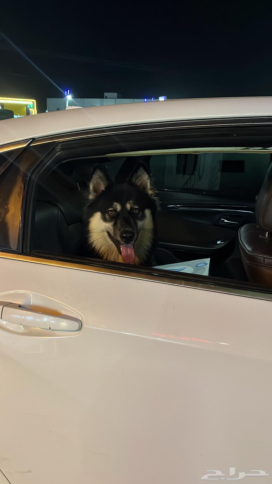 هاسكي للبيع او البدل64475391217025111