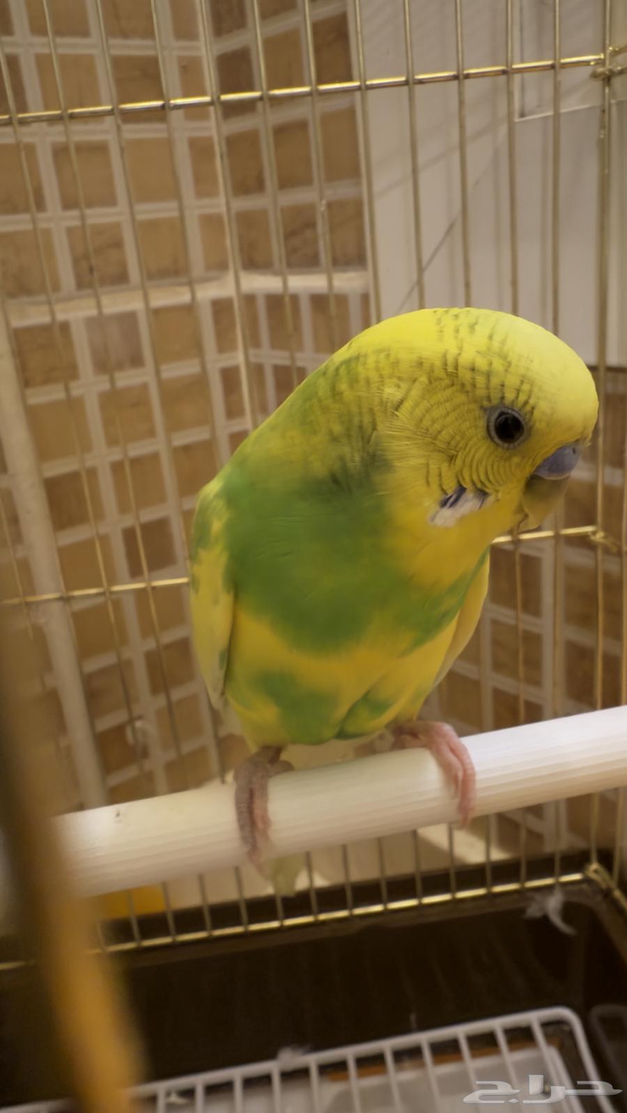 طير بادجي للبيع64475626057345111