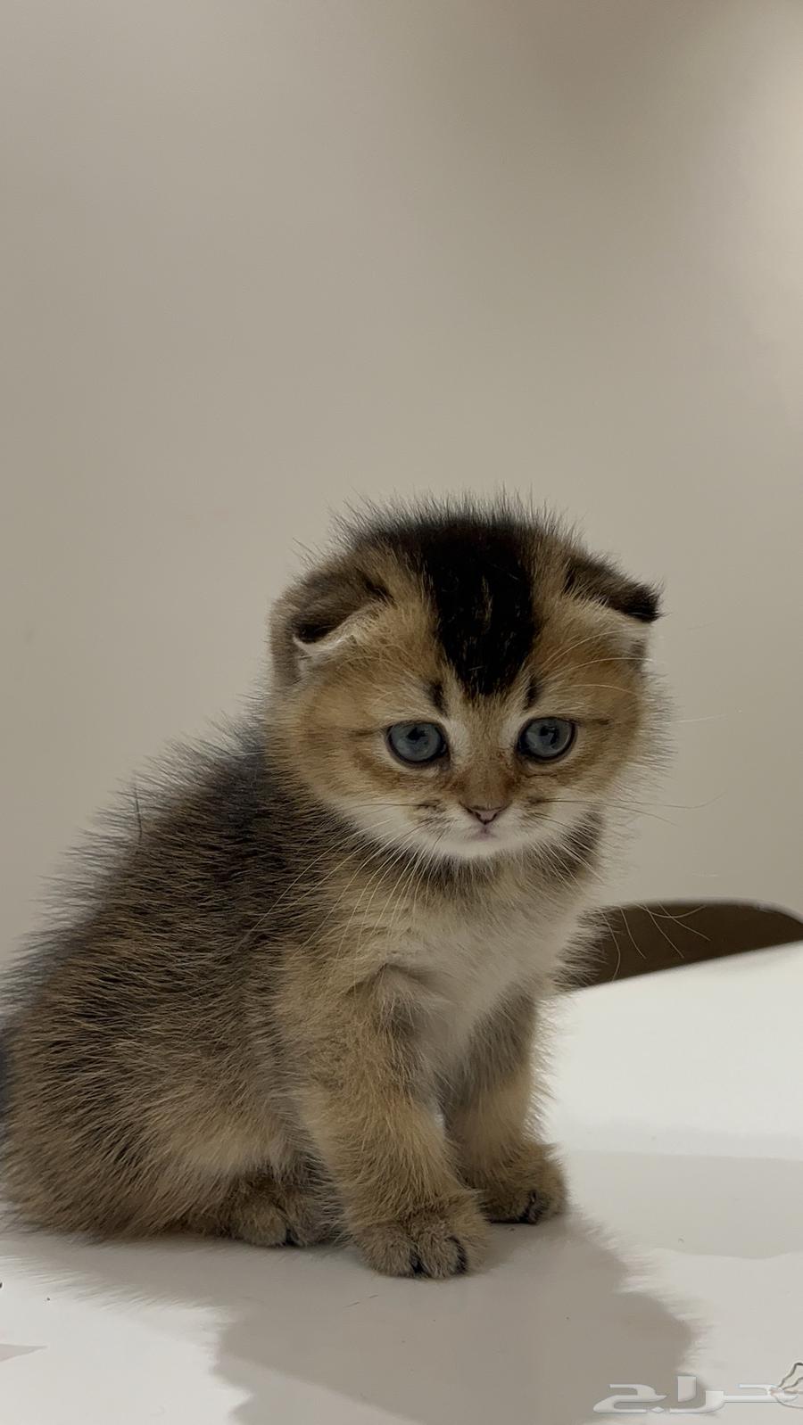 قطه أنثى سكوتش فولد قولد للبيع64474500314499111