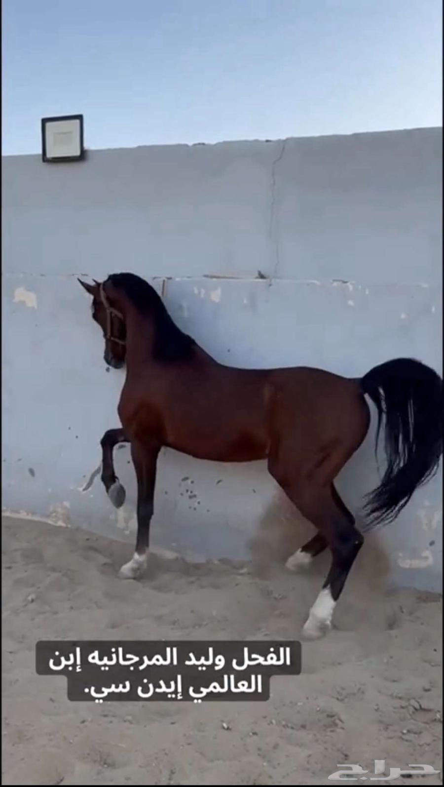 حصان واهو للبيع64472672317058113