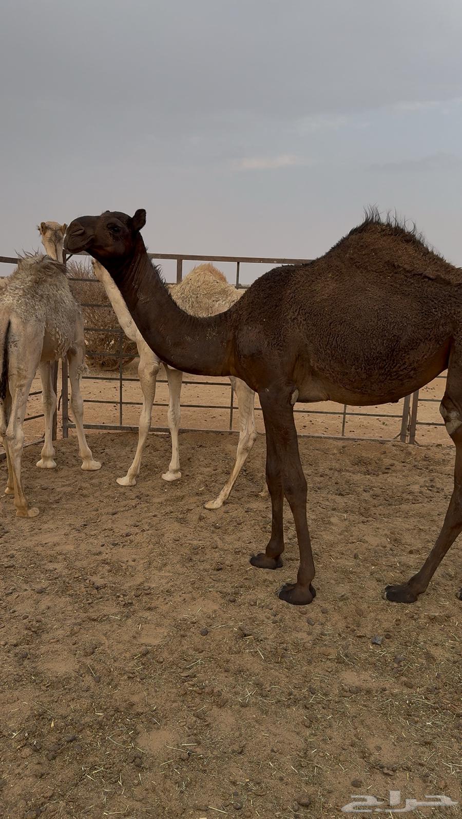 بكره مفروده للبيع64471856557953112