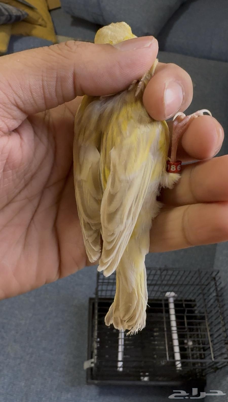 كناري ازابل حامل ساتين64472270084738112