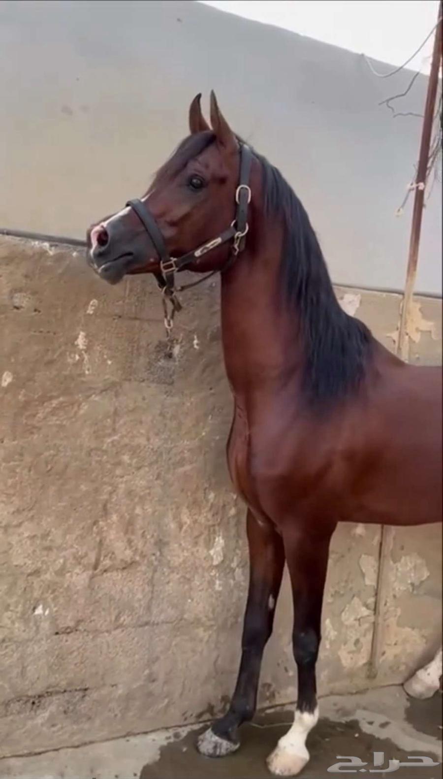 حصان واهو للبيع64472672317058111