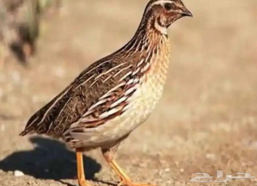 Migratory quail for sale, pairs from 10 until stock lasts64473805997571110