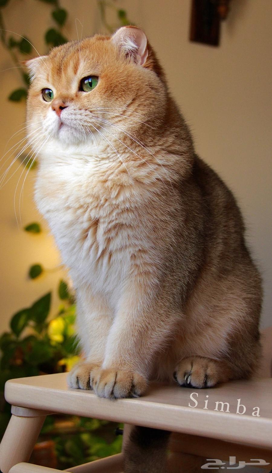 سكوتش فولد قولد بيور vip64476921314689113