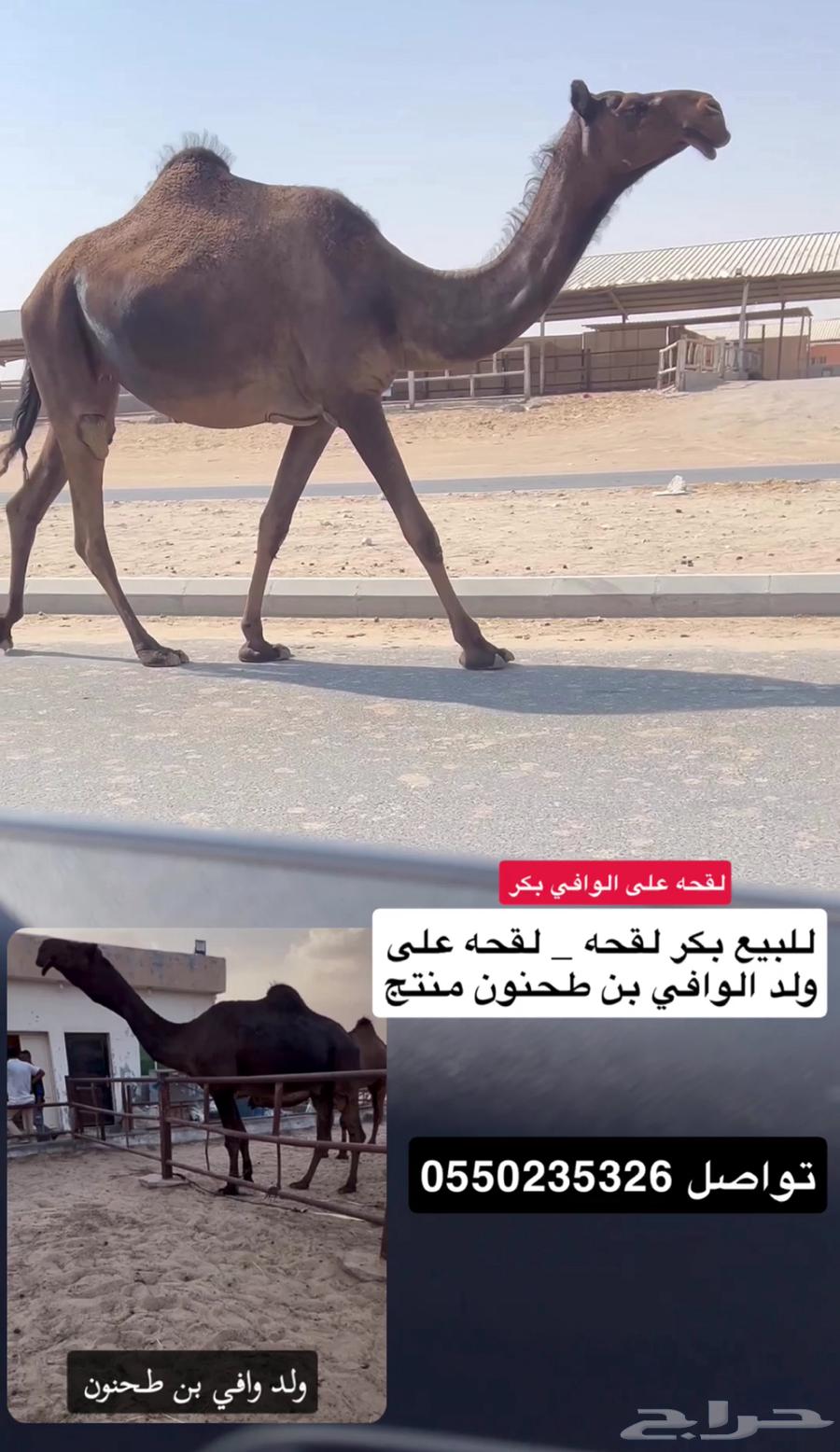 Majahim Bakr and Thano Vaccine64476977016834111