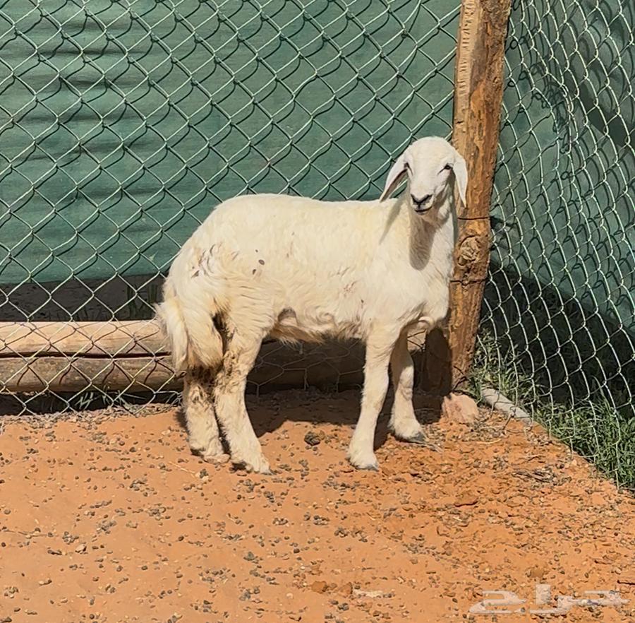 بهم حري للبيع64473485314434113