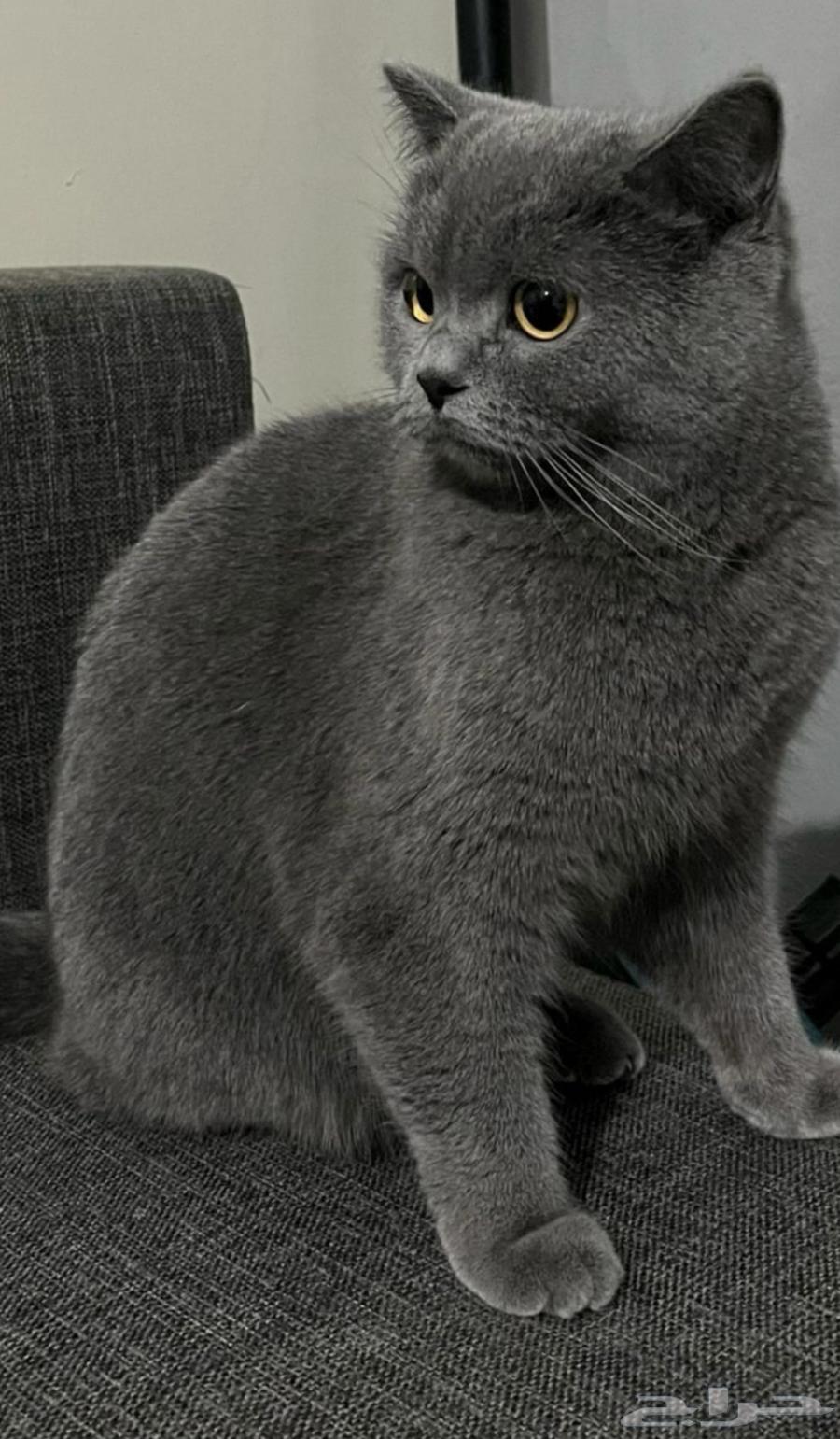 Scotch Fold64477282964225111