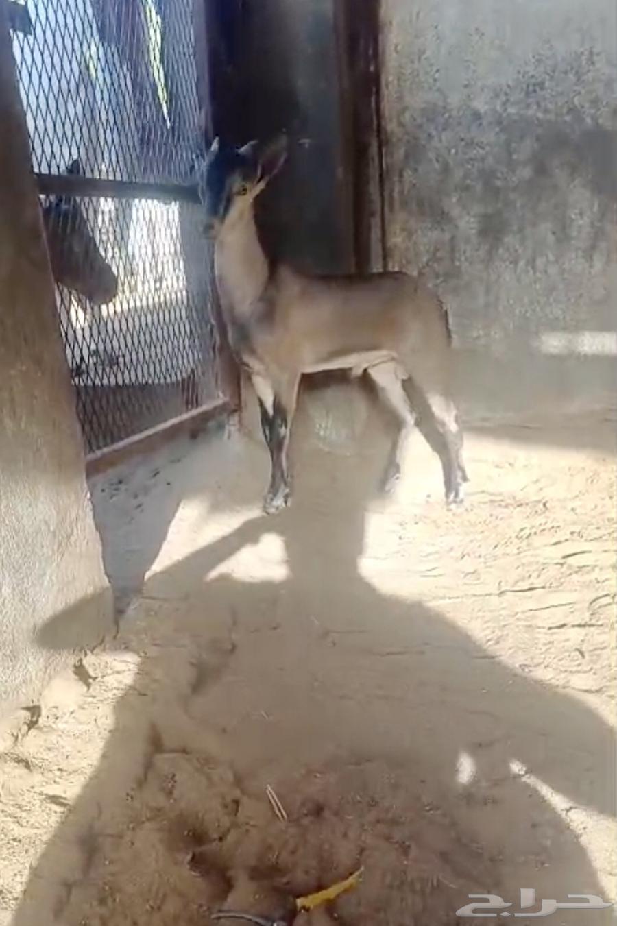 تيس ولد وعل فاخر لاهل الصنف64473666809347113