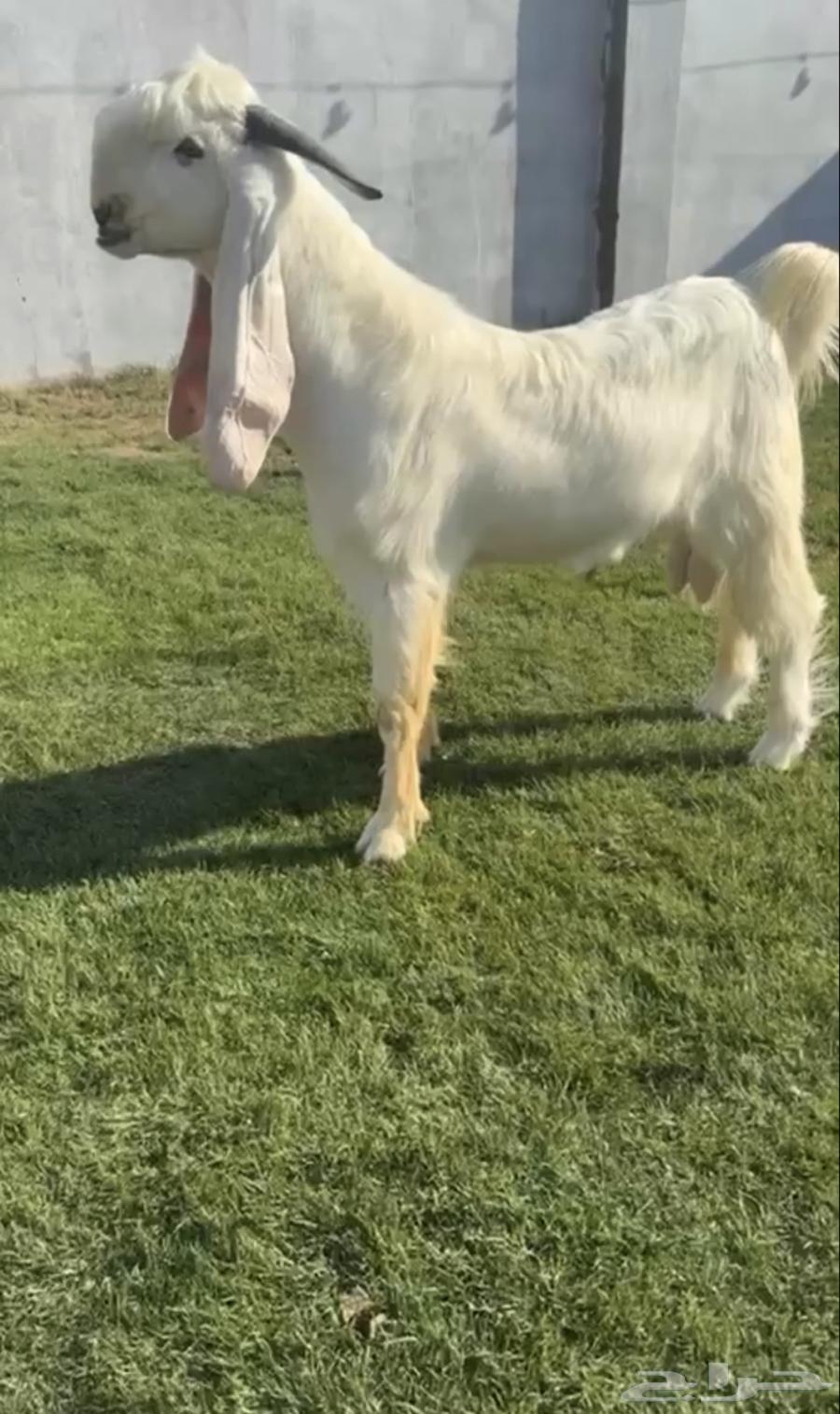 للبيع جذع مطور فاخررر64475102046467110