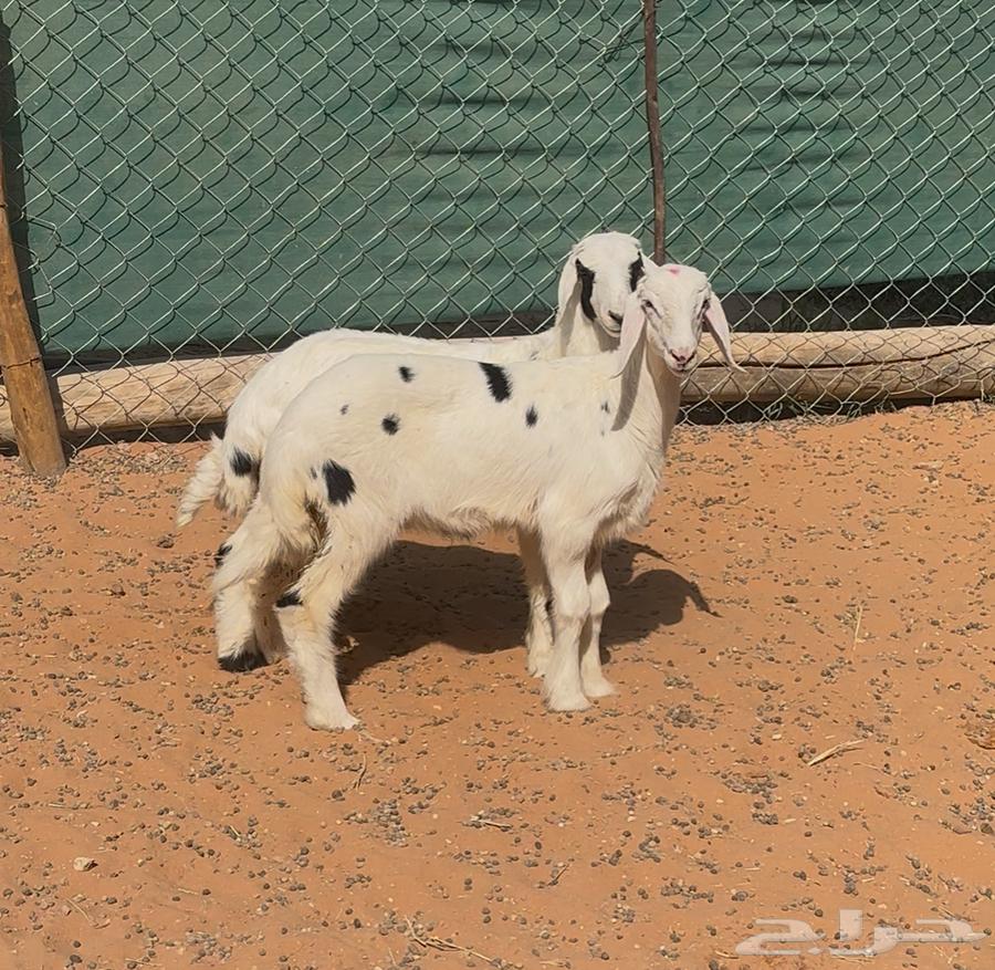 بهم حري للبيع64473485314434110