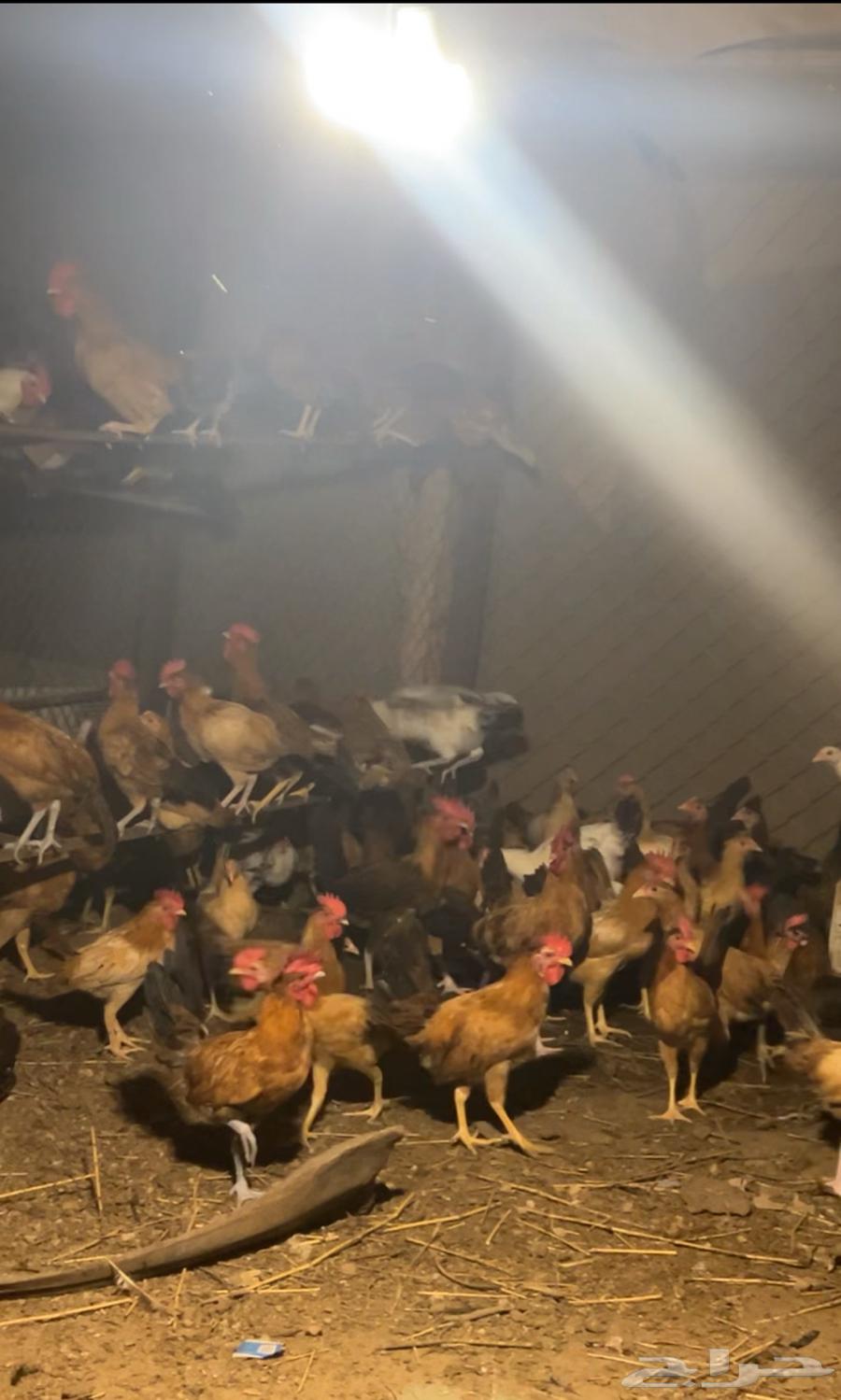 صيصان بلدي64478128563202110