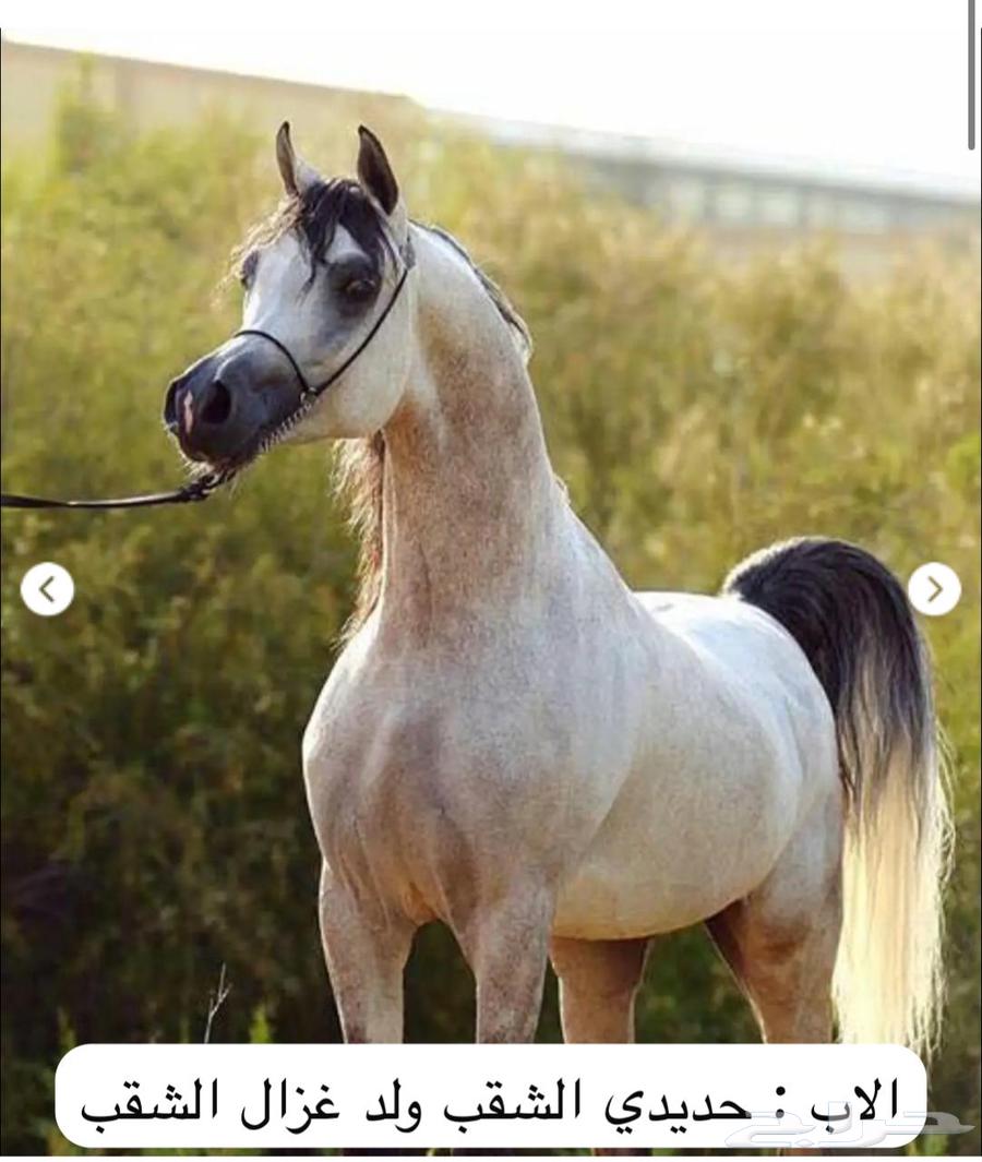 مهر واهو ابن حديدي الشقب64472754701571113