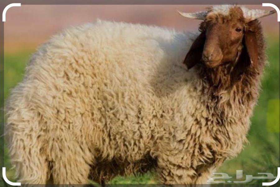 تيوس وخرفان للبيع64478333738881111