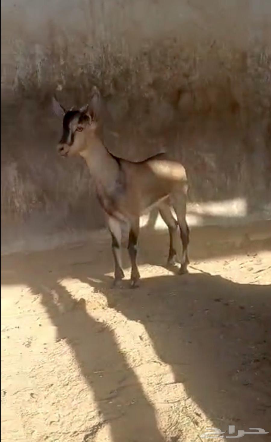 تيس ولد وعل فاخر لاهل الصنف64473666809347114