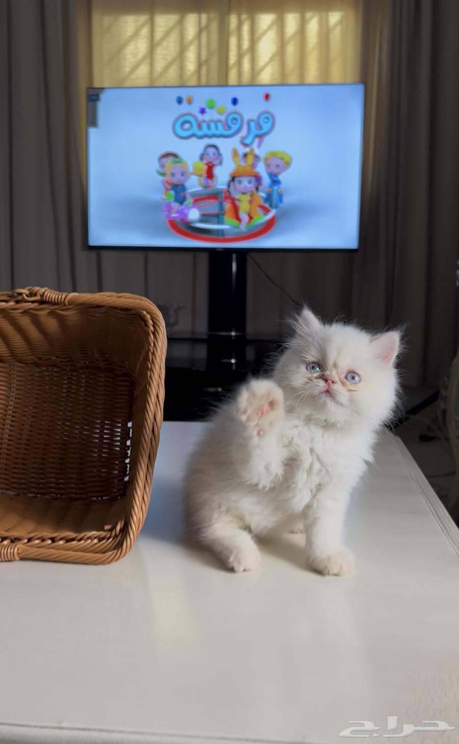 قطه بيرشن64475280665217111