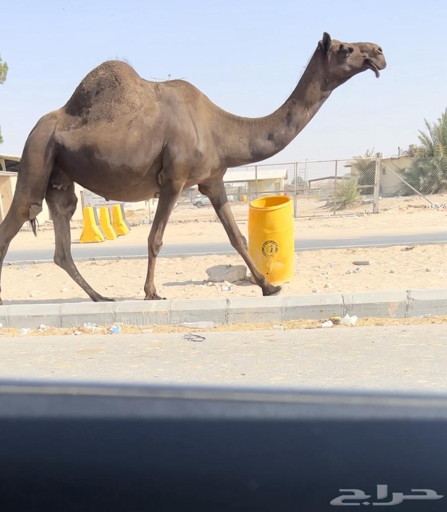 Majahim Bakr and Thano Vaccine64476977016834110