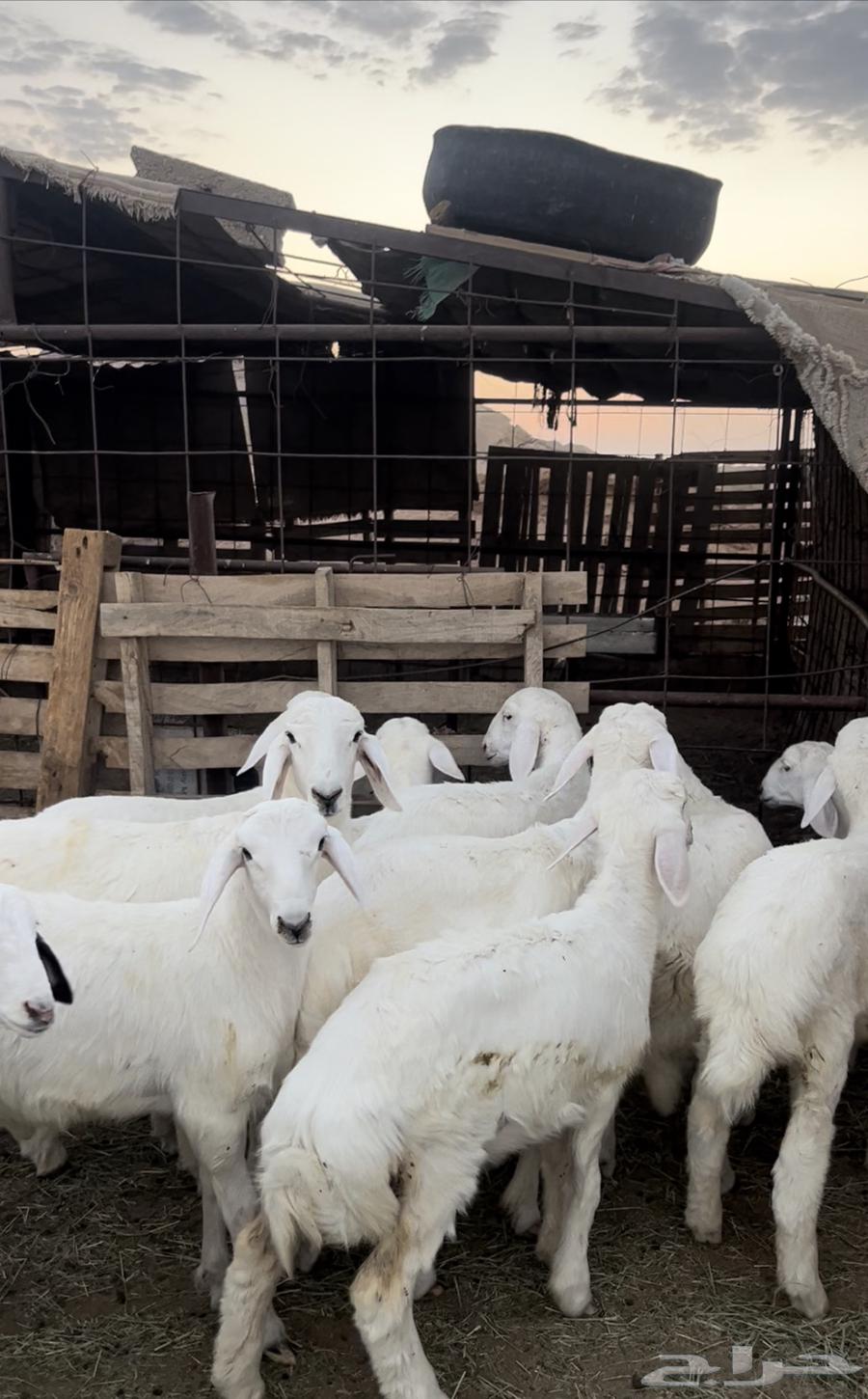 للبيع بهم حري منصوف اعمار 364478842853761112