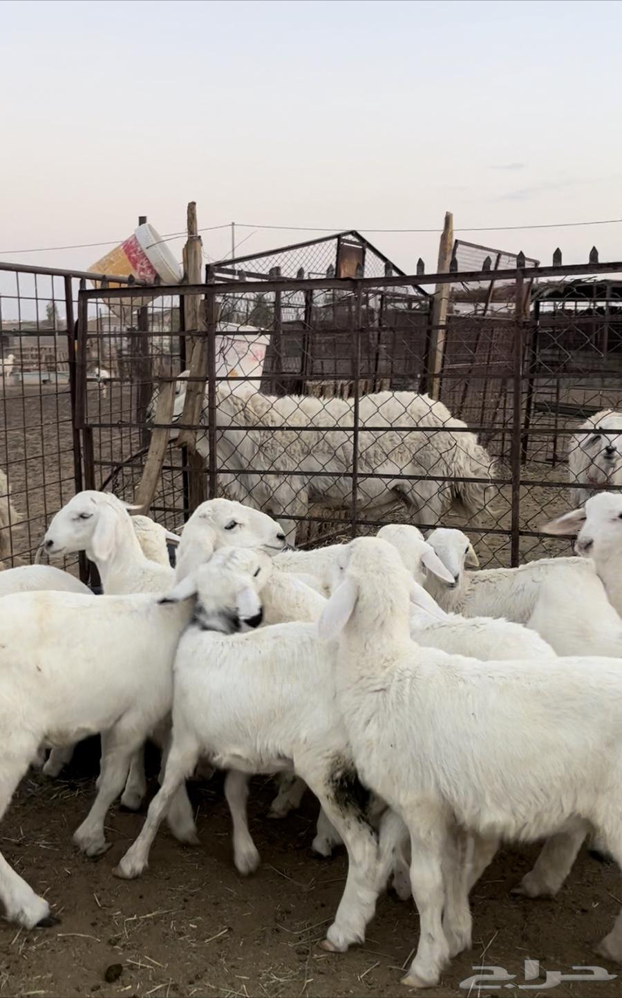 للبيع بهم حري منصوف اعمار 364478842853761113