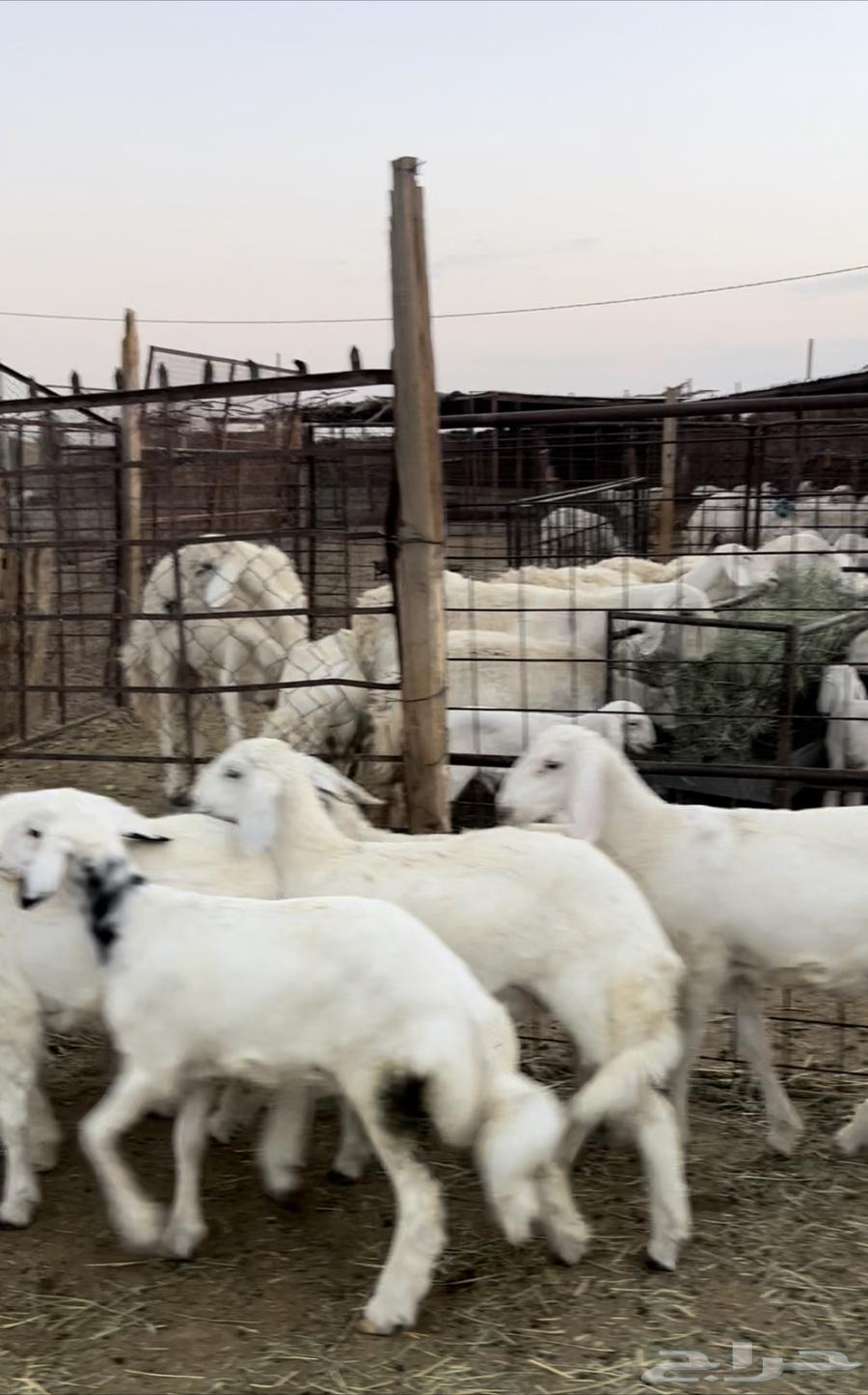 للبيع بهم حري منصوف اعمار 364478842853761110