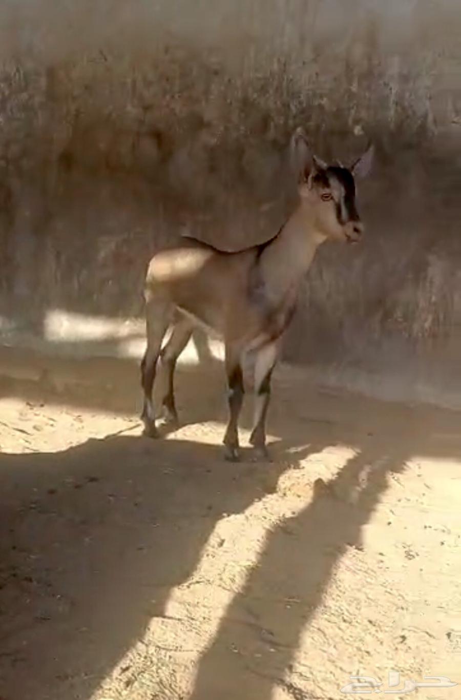 تيس ولد وعل فاخر لاهل الصنف64473666809347111