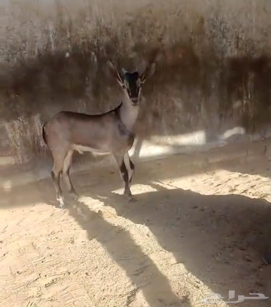 تيس ولد وعل فاخر لاهل الصنف64473666809347112