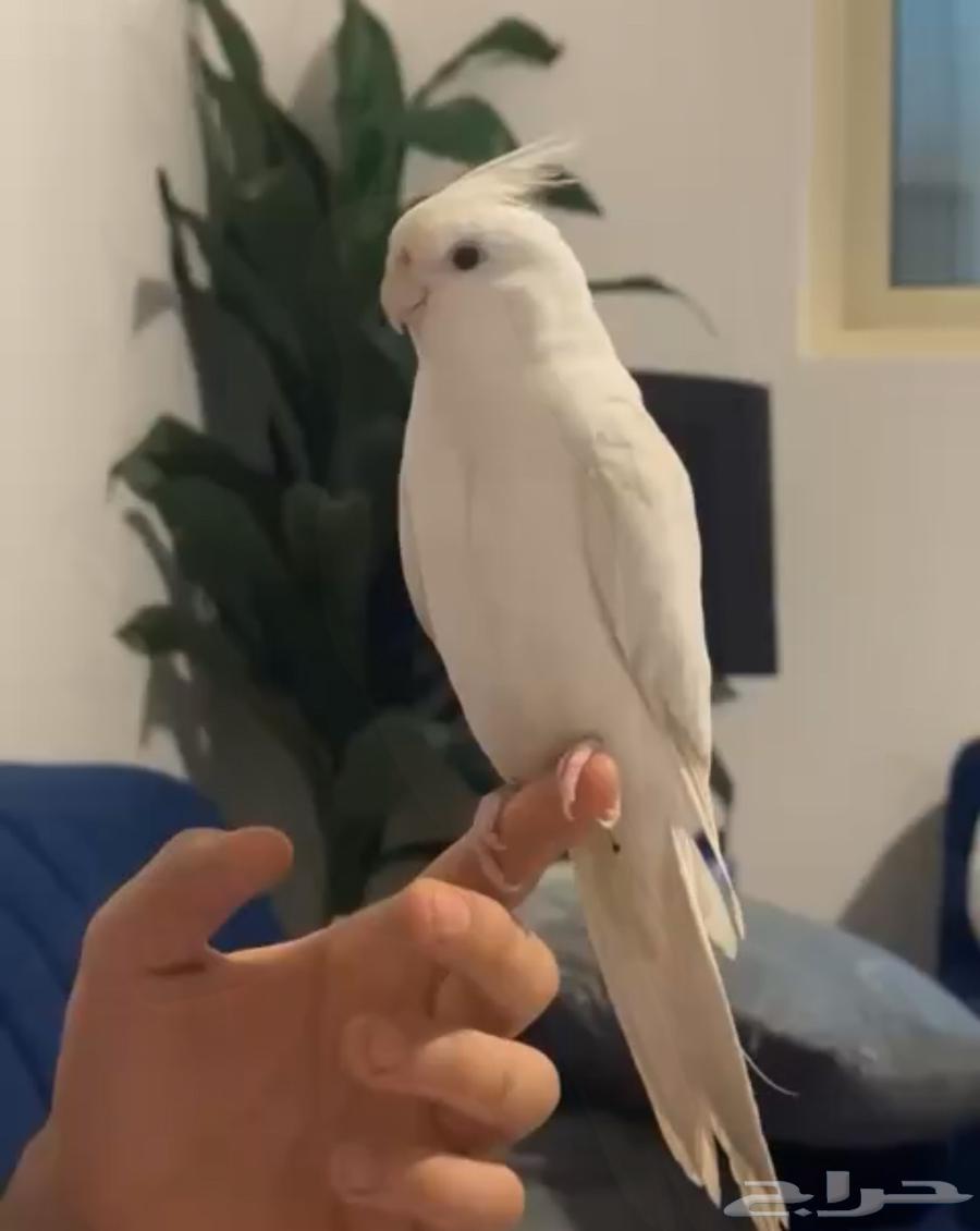 تم البيع64476170698115110