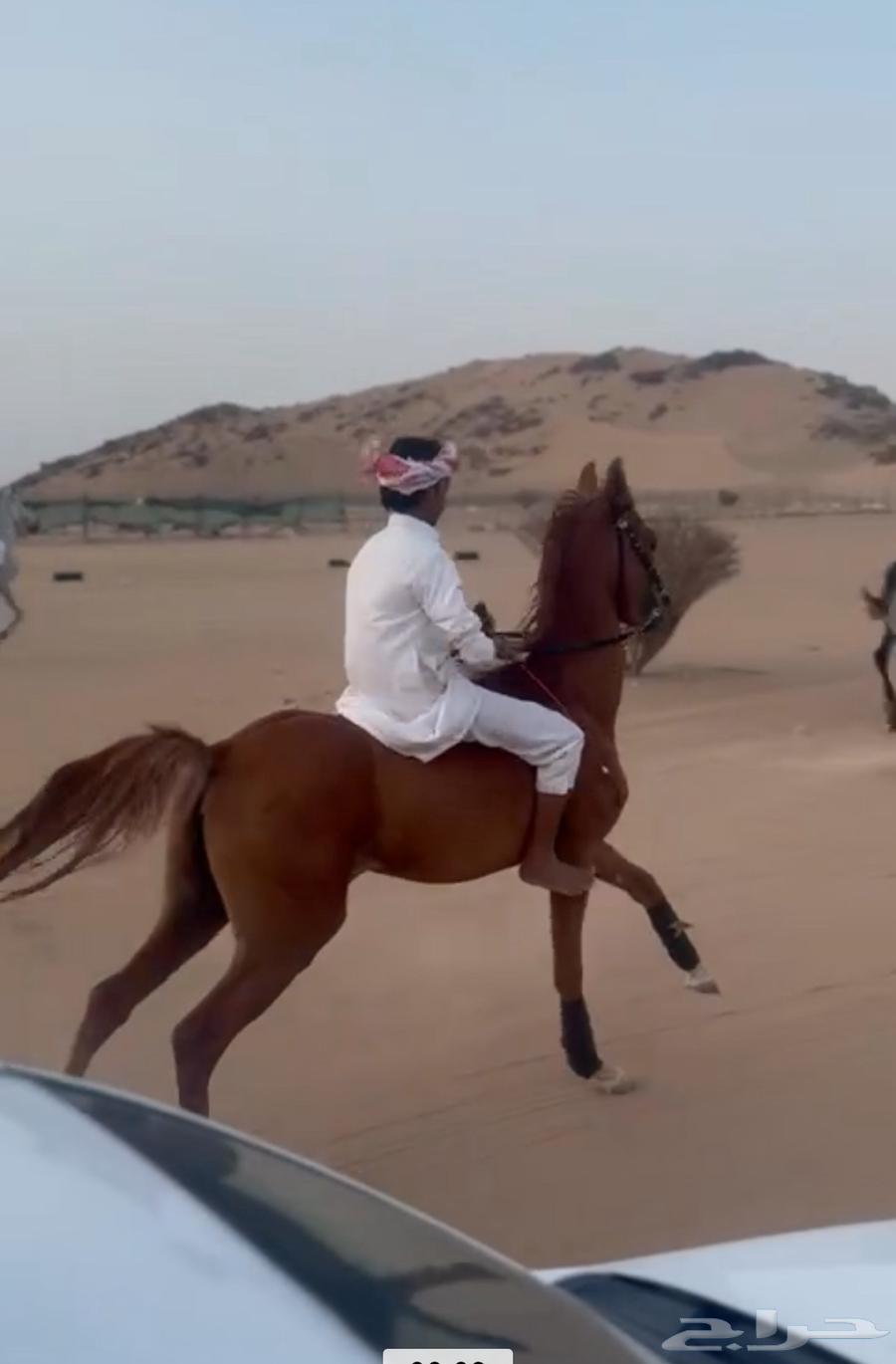 إحصان للبيع64472816582018113