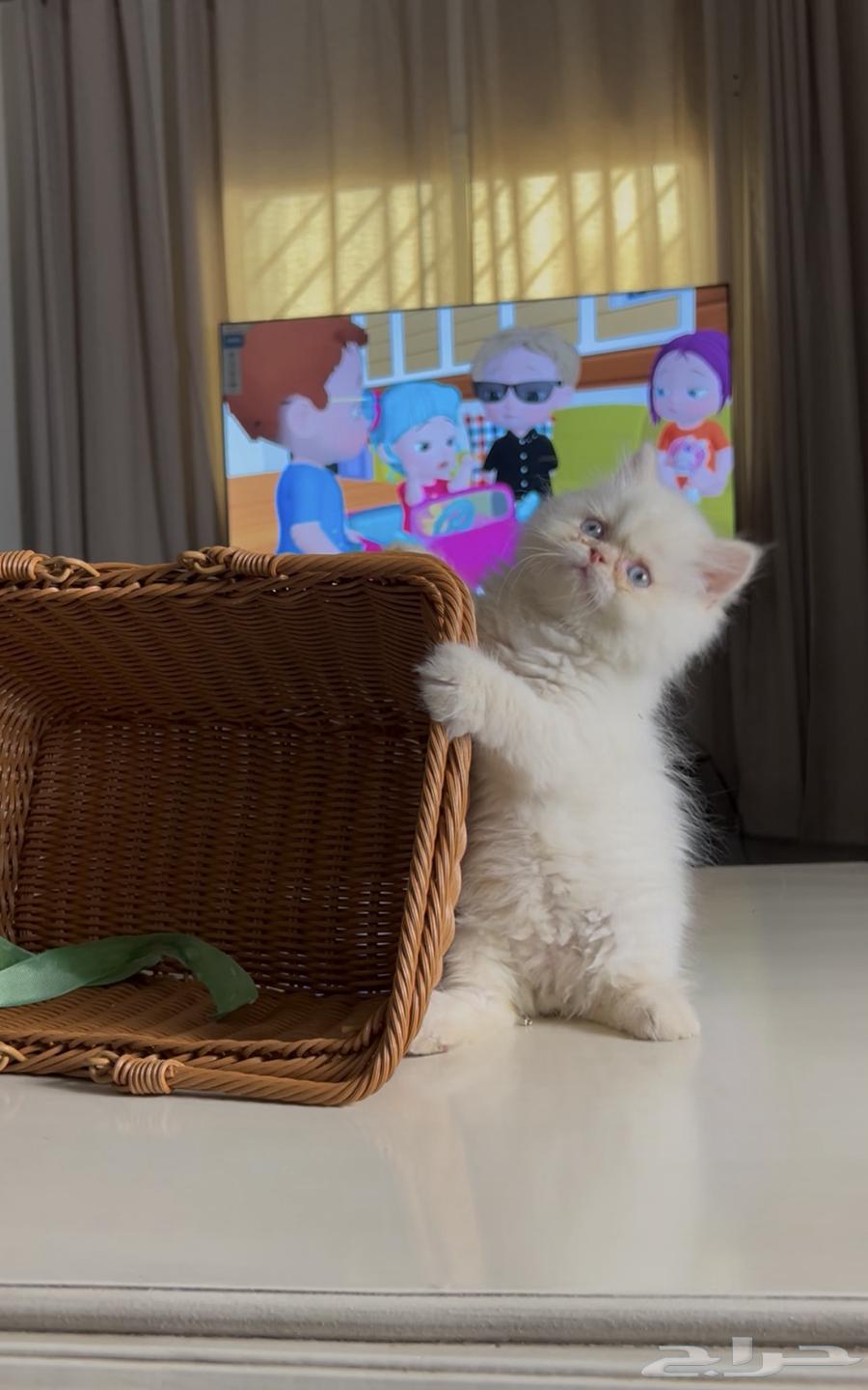 قطه بيرشن64475280665217112