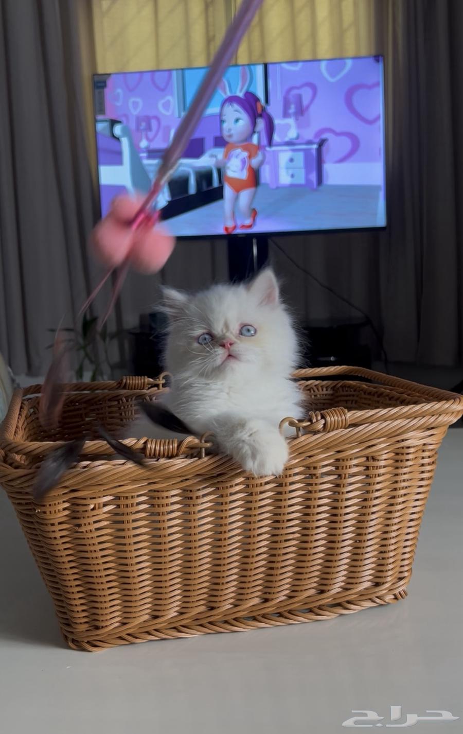 قطه بيرشن64475280665217110