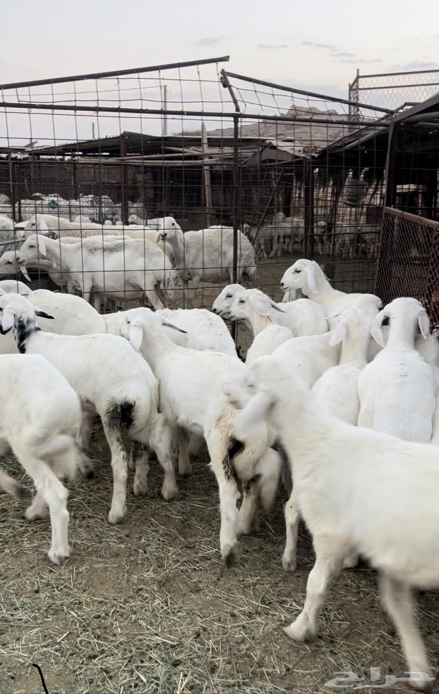 للبيع بهم حري منصوف اعمار 364478842853761111