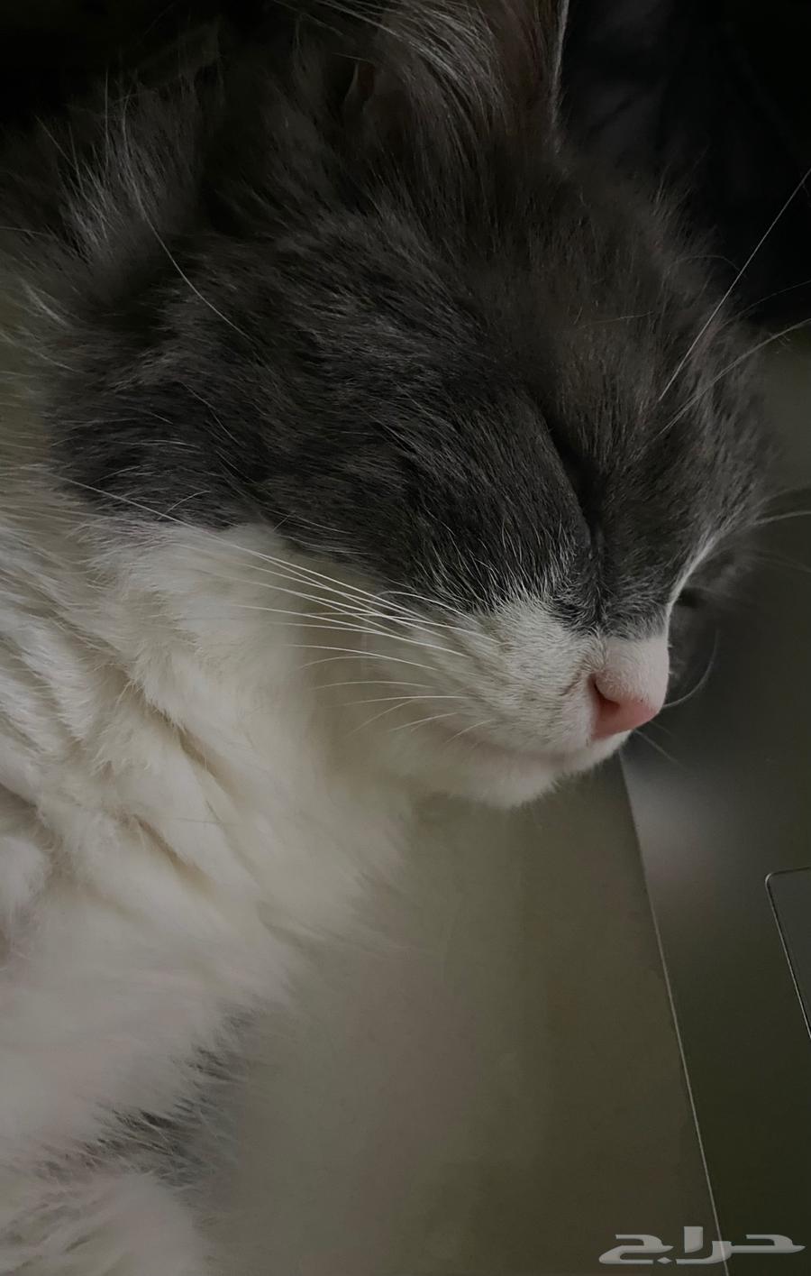 قط بيت اليف ولعوب للبيع64475834023426110