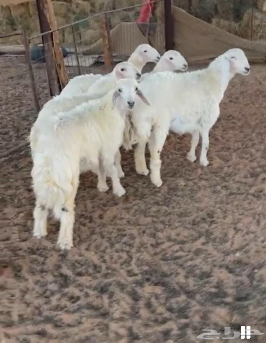 5 رخال العمر 6 شهور تم البيع64474776464385110