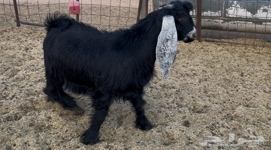 تيس مخصي للبيع64474804597762111