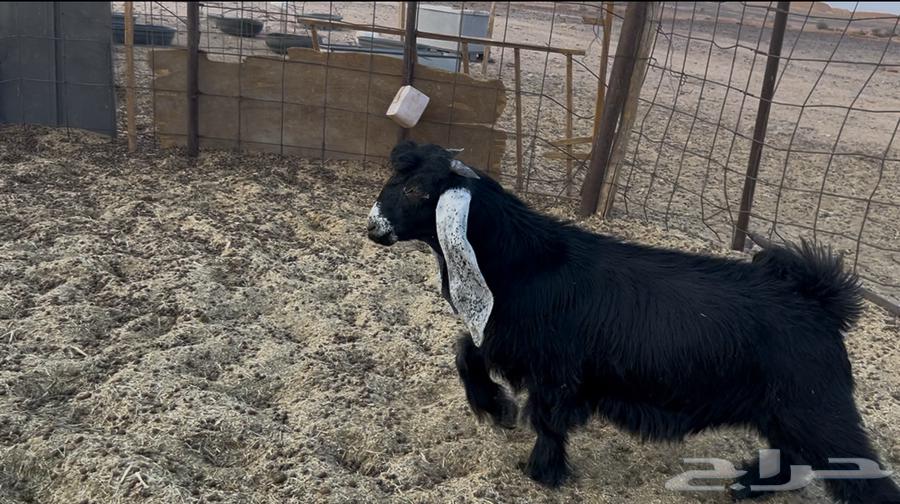 تيس مخصي للبيع64474804597762110