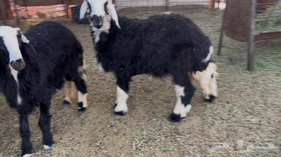 للبيع رخال نجد ذبايح64473680746498110