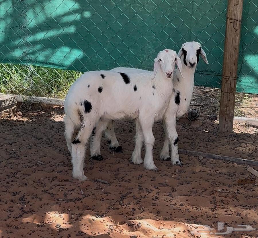 بهم حري للبيع64473485314434111