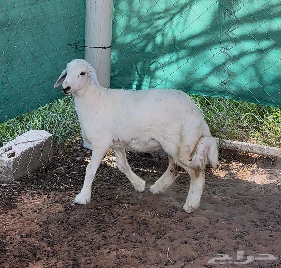 بهم حري للبيع64473485314434114