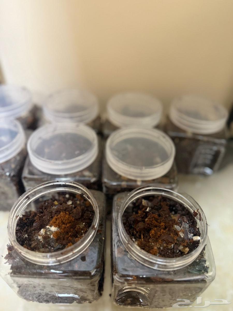 بخور جيزاني64480496558595110