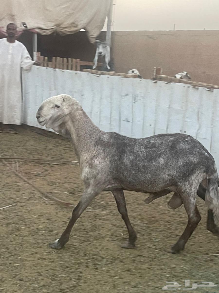 فحول سواكن درمانيات64477394374913113