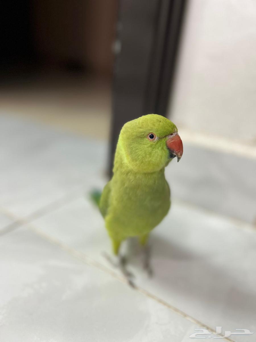 ببغاء درة64477977092227110