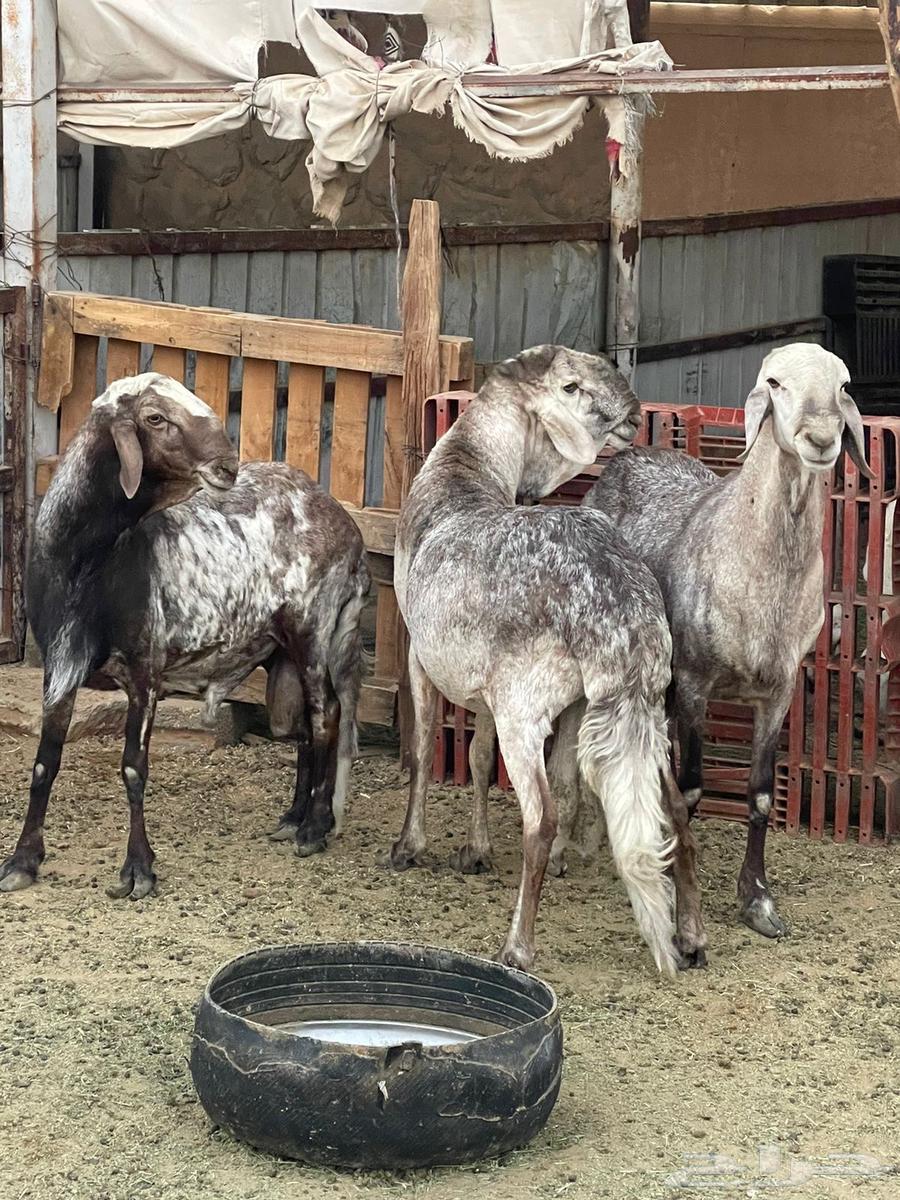 فحول سواكن درمانيات64477394374913111