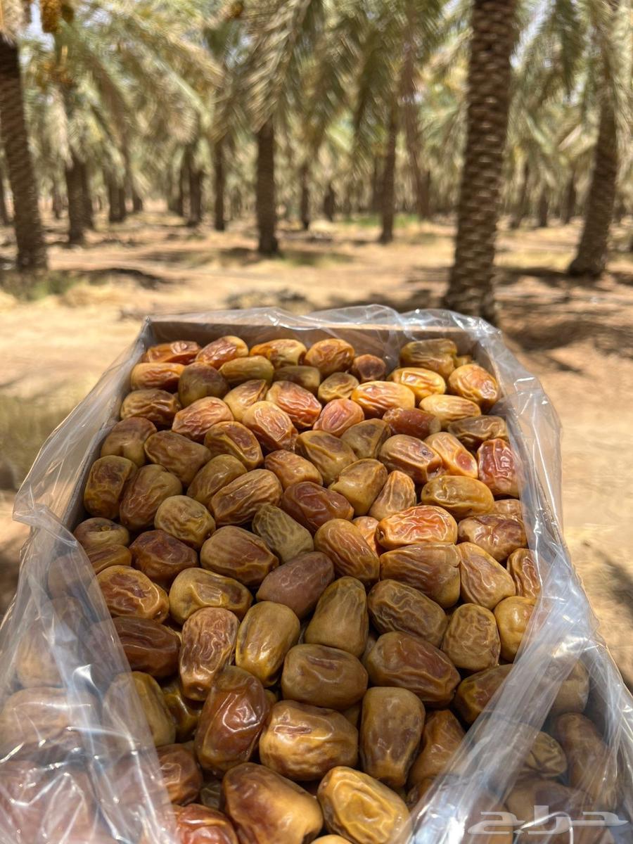 Twisted Sukkari Dates for Sale64475016409859110