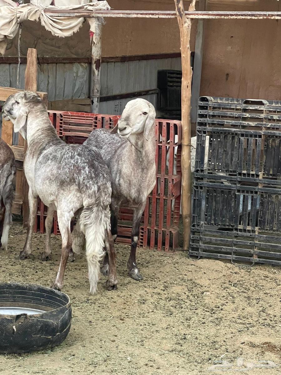 فحول سواكن درمانيات64477394374913114