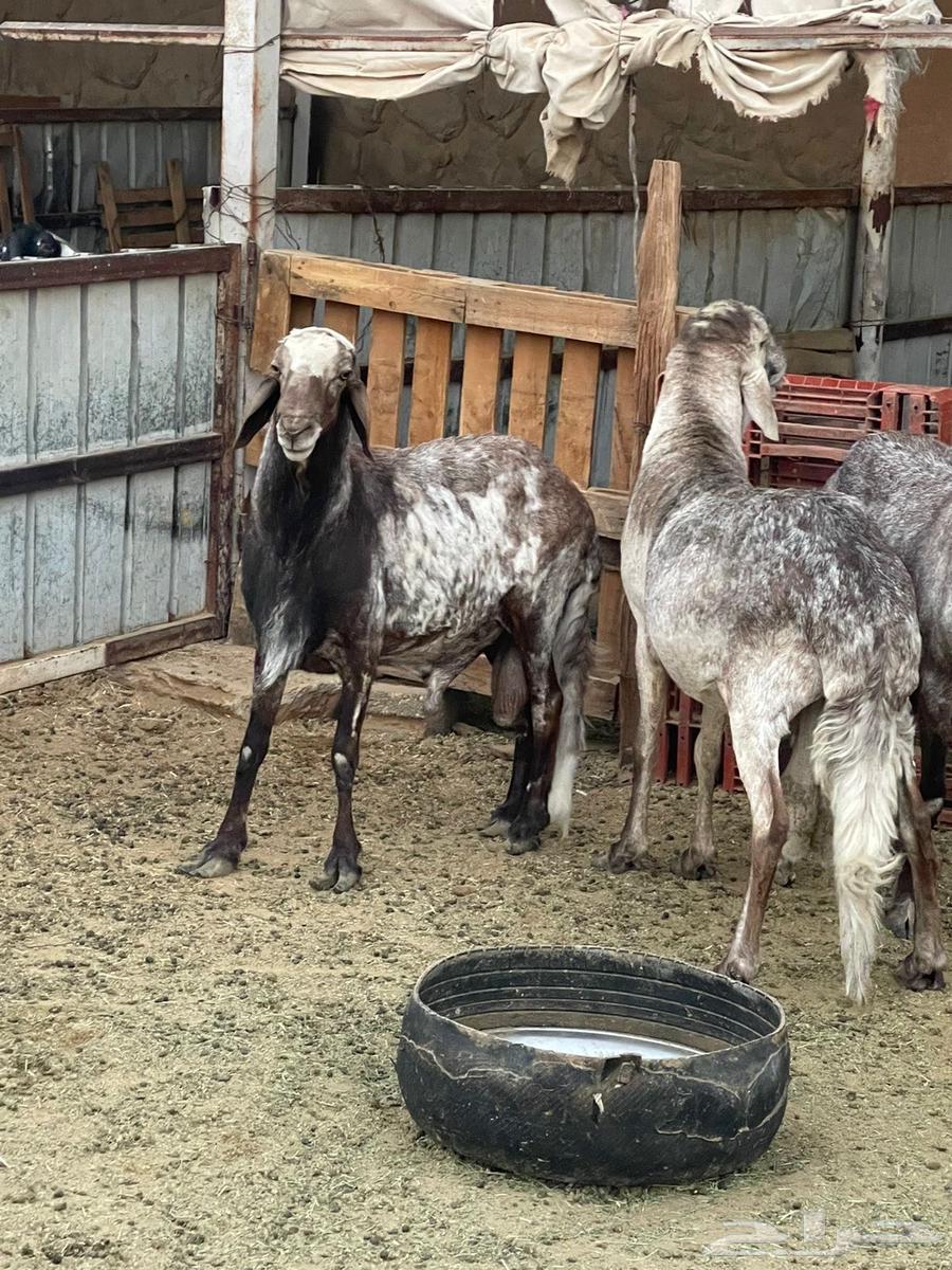 فحول سواكن درمانيات64477394374913112