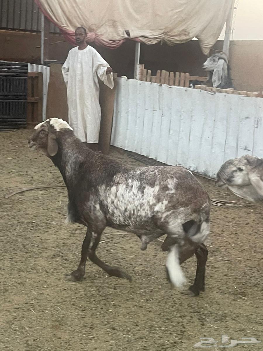 فحول سواكن درمانيات64477394374913110