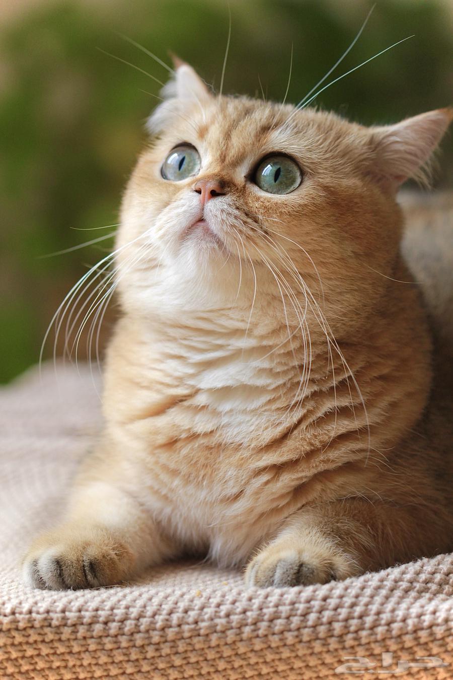 سكوتش فولد قولد بيور vip64476921314689112